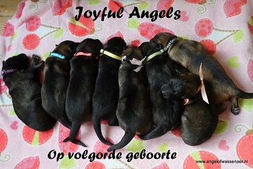 Joyful Angels op rij, op volgorde van geboorte